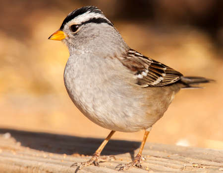 Full-frame image of white-crowned sparrow.の写真素材