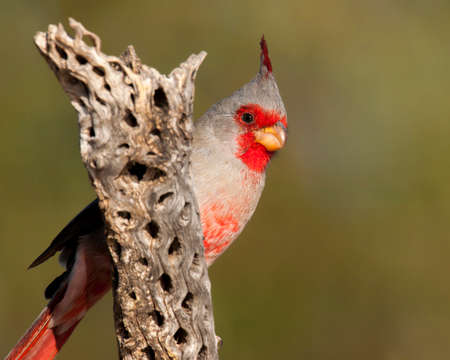 pyrrhuloxia is highlighted against a soft green background as it peers out from behind a cactus skeleton.の写真素材