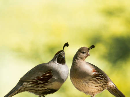 pair of Gambels quail caught in morning light against soft green bokeh.の写真素材