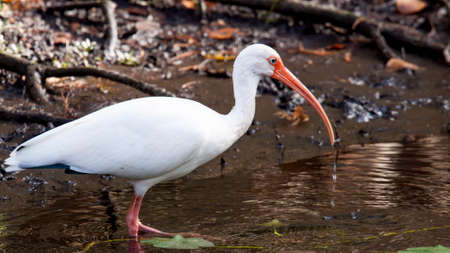 Water is dripping from the long curved orange bill of this white ibis.の写真素材