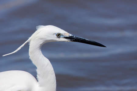 bright white of little egret stands out against soft blue backgroundの写真素材