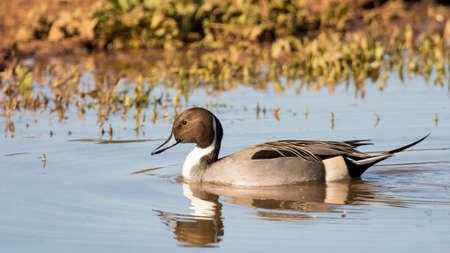 male northern pintail at Gilbert Water Ranch in Gilbert Arizona.の写真素材