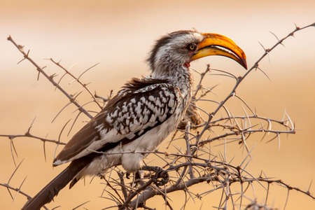 full-frame image of Monteiro's hornbill in treeの写真素材