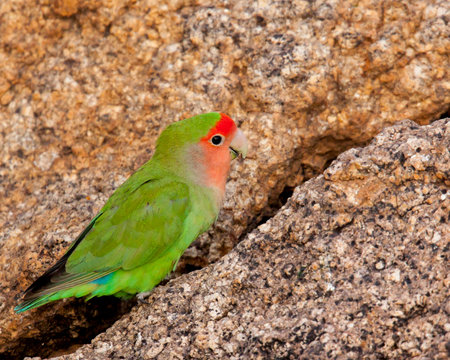 The brighty green of this rosy-faced lovebird stands out against the rocks.