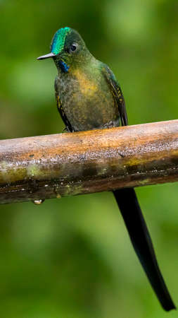 violet-tailed sylph perched on large branch in the rain.の写真素材