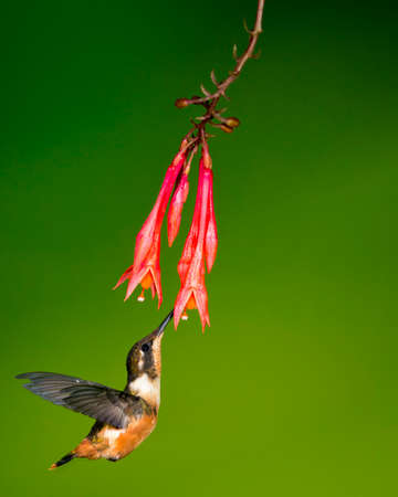 stop action of white-bellied woodstar sipping nectarの写真素材