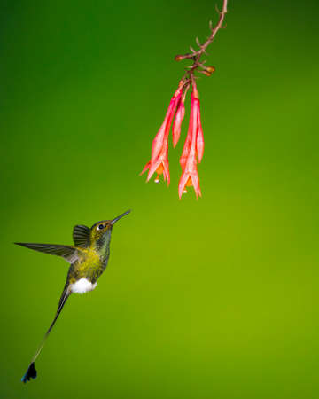 booted racket-tail stop action at Tandayapa Lodge in Ecuadorの写真素材
