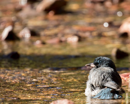 Mexican jay with wet feathers after bathing