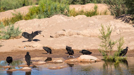 flock of black vultures spend some time on the beach of the Salt River.の写真素材