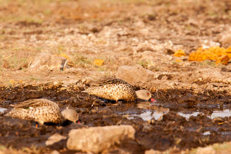pair of red-billed teals looking for food in the mudの写真素材
