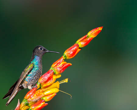 velvet-purple coronet perched on flower at Upper Tandayapa Valley, Ecuadorの写真素材
