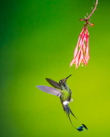 booted racket-tail looks like it is falling backwards while approaching flowerの写真素材