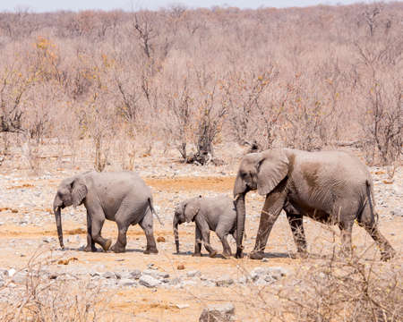 Adult elephant brings up the rear in this family prgression through the desertの写真素材