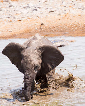 juvenile elephant splashing in watering holeの写真素材