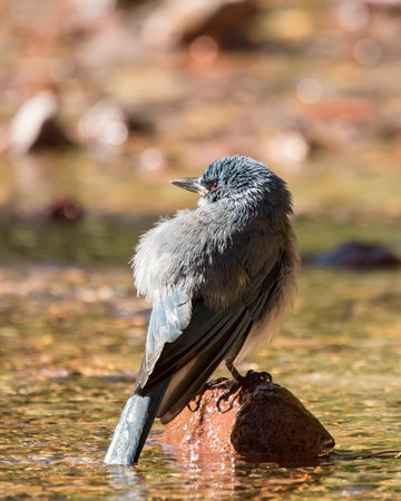 Mexican jay perched on rock after bathingの写真素材