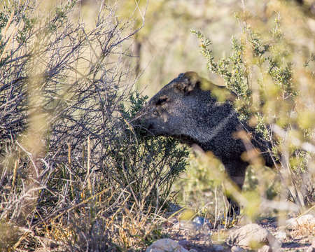 Nice peek through the vegetation to see this javelina eating a shrub.の写真素材