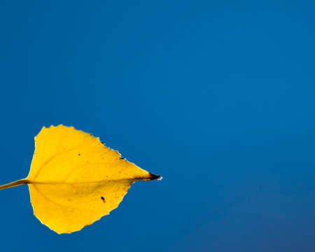 This single golden leaf was positioned such that it could be isolated against the blue sky.の写真素材
