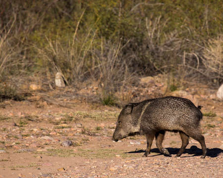 Right front hoof raised in mid-stride.の写真素材