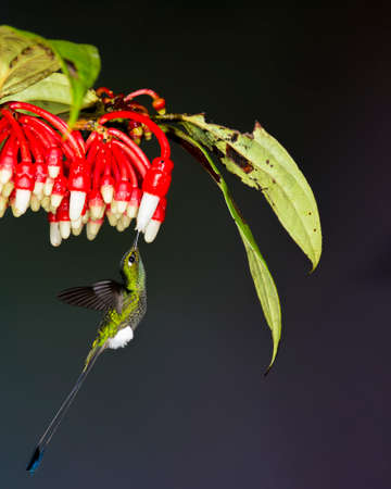 booted racket-tail sipping nectar from red and white flowerの写真素材