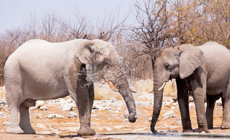 Water is still visible in the air after an elephant splashes itselfの写真素材