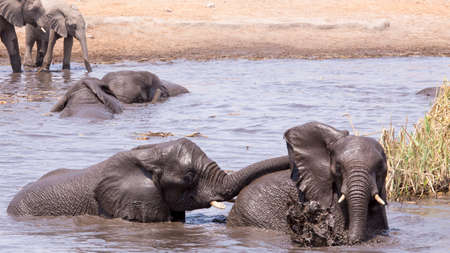 two young elephants hasving fun frolicking in the water at a local watering holeの写真素材