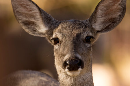 Coue's white-tailed deer is captured in warm morning sun as it it stares at the photographer