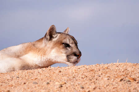 While laying down relaxing, this captive mountain lion's attention is turned to the sideの写真素材