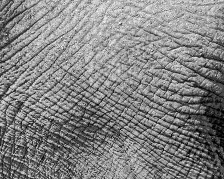 The beautiful texture of this elephant's hide is accented by being rendered in balck & whiteの写真素材