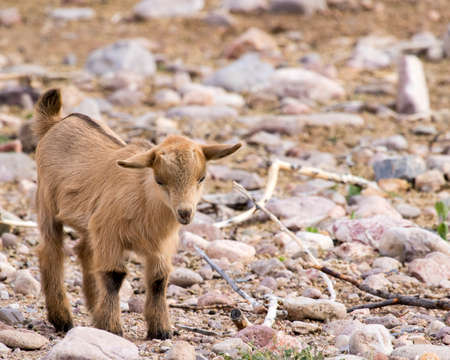 Juvenile Nigerian dwarf goatの写真素材