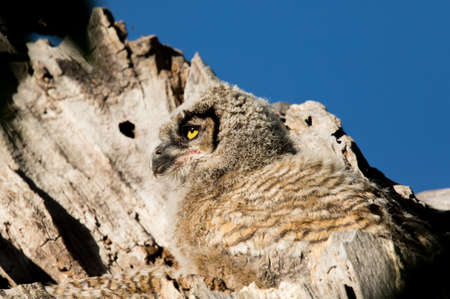 Juvenile great-horned owl  provides profile view while in nest in sycamore.の写真素材