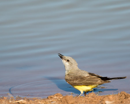 A western kingbird drinking from the shore of a pond.