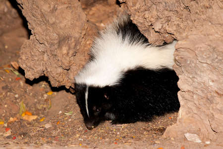 Striped skunk partially exiting small hole in search of foodの写真素材
