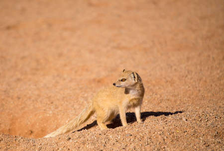 yellow mongoose looking back in Namibia on 14 Sep 2013の写真素材