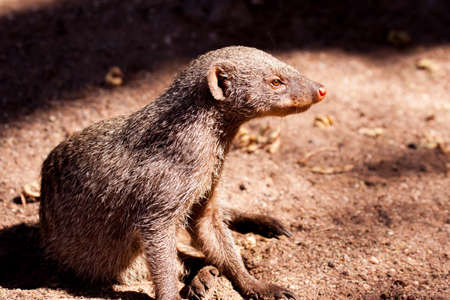 close-up of banded mongoose in Namibia 03 October 2013の写真素材