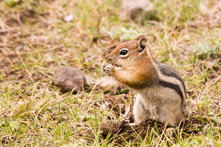 golden-mantled ground squirrel staqnding on hind legs and eatingの写真素材
