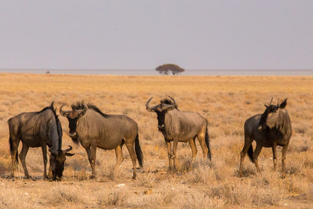 blue wildebeest in Etosha National Park, Namibia 25 Sep 2013