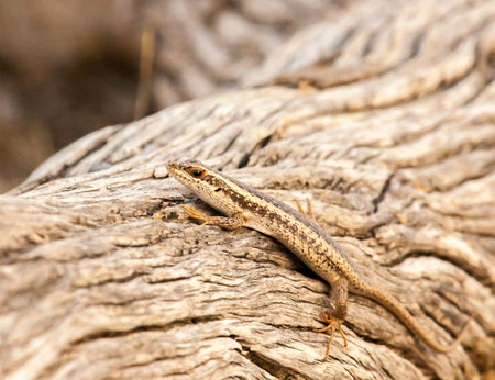 wedge-snouted skink