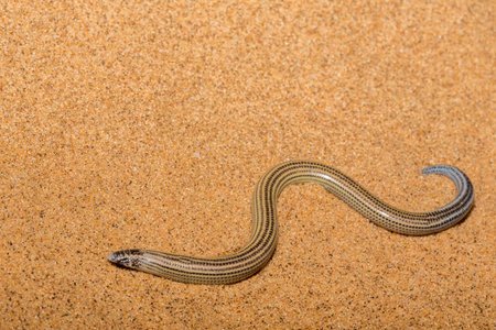 FitzSimon's burrowing skink in Namib desert.