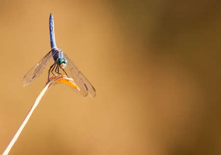 blue dasher perched nose-down at Tres Rios Wetlands in Phoenix, AZの写真素材
