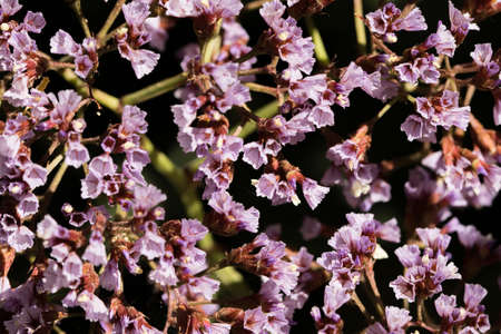 closeup of shrub with small purple flowersの写真素材
