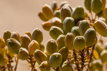 closeup of plant with interesting seed casings