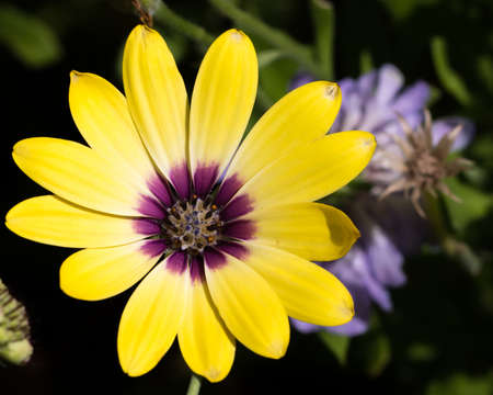 full frame shot of yellow wildflower with purple centerの写真素材