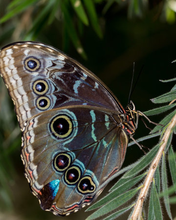 Brightly colored blue morpho butterfly