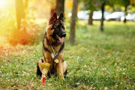 Champion German Shepherd sits on grass with golden cup and medals around his neck after winning the dog showの写真素材