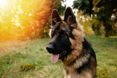 Portrait of young dog German Shepherd at sunsetの写真素材