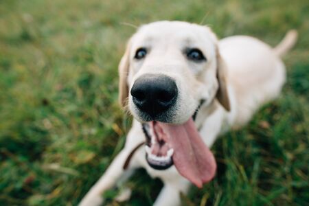 Funny dog Labrador with with open mouth and long tongue. Selective focusの写真素材