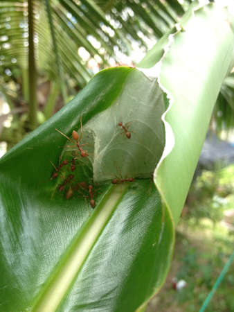 Weaver ants nestの素材