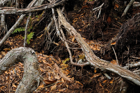 Durian tree roots