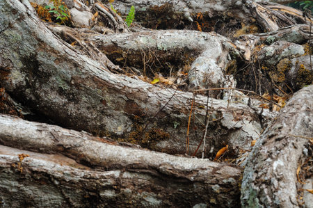 Durian tree roots