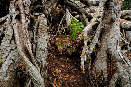 Durian tree roots 